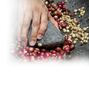 image of Coffee Bean Sourcing