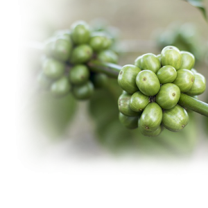 image of green been coffee